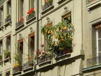 Blühende Fenster in Bern