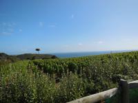 Weinplantage