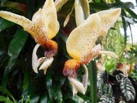 Orchideen im Orchideengarten