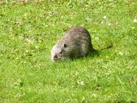 Picknickbesucher