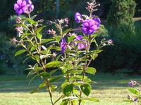 Madeira, Blandy´s Garden, Veilchenstrauch
