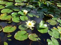 Madeira, Blandy´s Garden, Seerosenteich