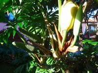 Madeira, Blüte und Frucht vom Philodendron