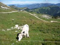 Der Kuh kommt es scheinbar nicht so auf den Ausblick an ...