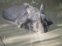 1528  Chitwan-Nationalpark - Elefanten-Safari - Panzernashorn