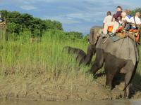 1557  Chitwan-Nationalpark - Elefanten-Safari