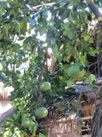 1673 Chitwan-Nationalpark - Rundfahrt mit Ochsenkarren - Besuch in einem Dorf - Pamelos