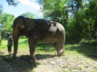 1688 Chitwan-Nationalpark - Manchan-Lodge - Elefantenvorführung