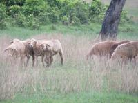 1717 Chitwan-Nationalpark - Spaziergang im Nationalpark -