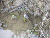 1728 Chitwan-Nationalpark - Spaziergang im Nationalpark - Schlammfisch