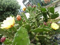 Monterosso al Mare -Impressionen