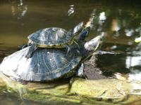 Santa Margherita - Villa Durazzo