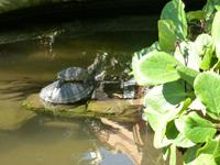 Santa Margherita - Villa Durazzo