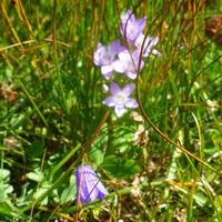 Alpenblumen