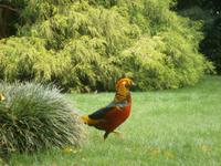 Fasan auf der Isola Madre