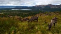 276 Cairngorm Mountains - Rentiere