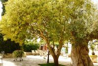 10.09.2014 Masseria Salionla, Olivenbaum