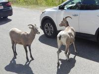 bettelnde Dickhornschafe an der Straße