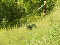 schüchterner Schwarzbär