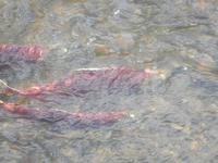 Lachse am Hannah Creek