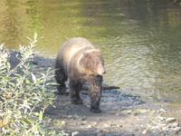 Grizzlybären am Hannah Creek