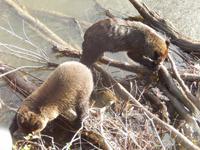 Grizzlybären am Hannah Creek