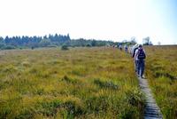 Im Hochmoor Hohes Venn 