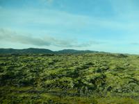 Auf Lavafeldern wirkt die Moosdecke besonders imposant.