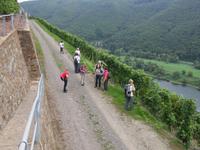 Plünderung des Weinbergs