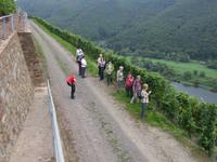 Plünderung des Weinbergs