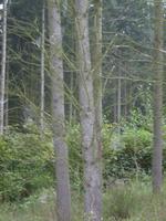 Es webte die Spinne...