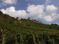 Die Thuranter Burg thront über dem Weinberg von Alken