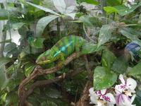 Grevenmacher Schmetterlingsgarten