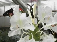 Grevenmacher Schmetterlingsgarten