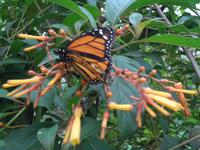 Grevenmacher Schmetterlingsgarten