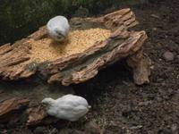 Grevenmacher Schmetterlingsgarten