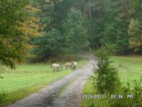 Radreise Masuren Sept. 2014 191/wide Pferde
