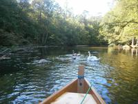 Schwäne, Enten und Fische begleiten uns