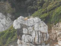 Capri-Inselrundfahrt mit dem Schiff 