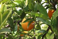 Orangenernte auf der Plantage