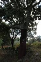 Geschälte Korkeiche