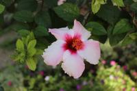 Burggarten in Tavira