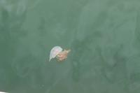 Qualle in Vila Real de St. Antonio