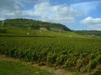Blick auf die Weinberge