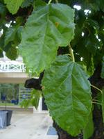 Blätter des Maulbeerbaumes