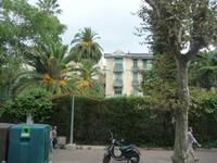 In Nizza ist man von Palmen umgeben, allerorten.