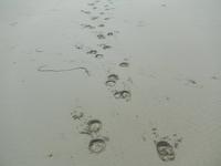 Pferdespuren im Sand...