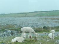 Typisch irische Schafe ;-)