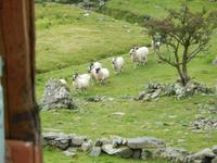 Da kommen sie schon, die Schafe... in Reih und Glied