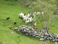 Die Hunde weisen sie zurecht